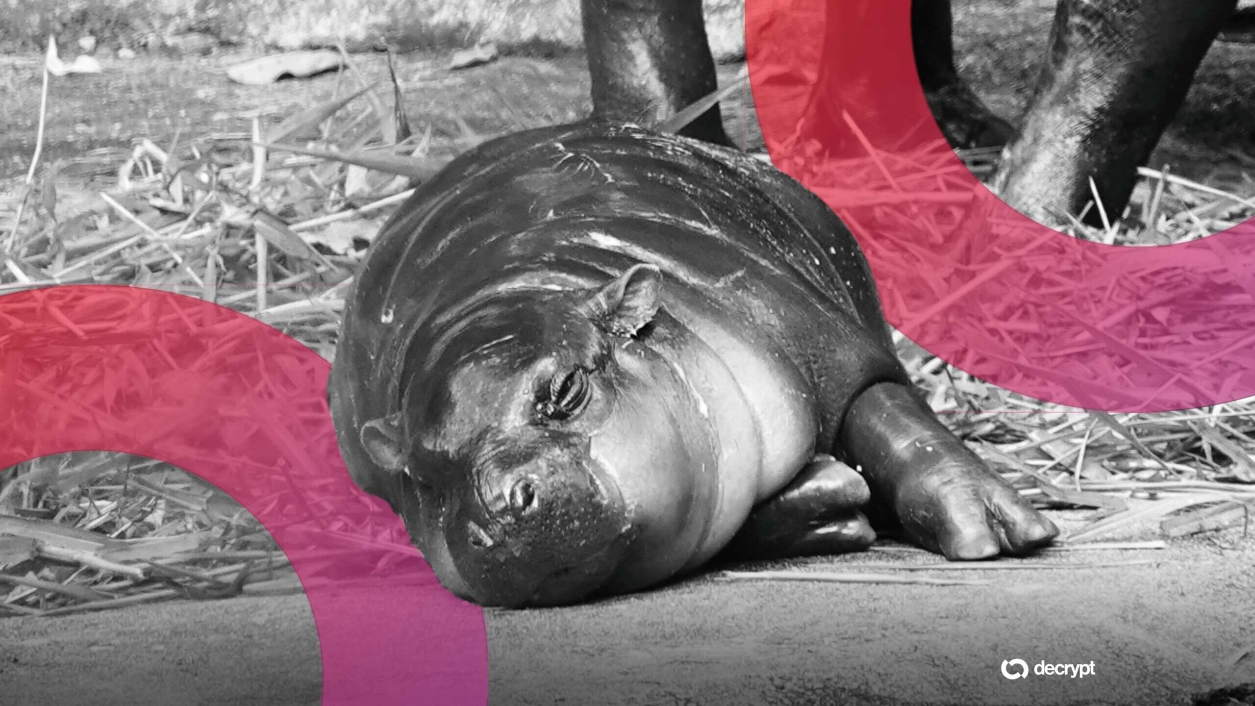 Moo Deng模因币突涨6.5%：围栏闯入事件引爆市场情绪